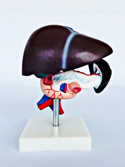 Liver, Pancreas & Duodenum Model IT052