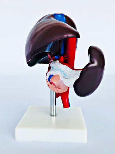 Liver, Pancreas & Duodenum Model IT052 3