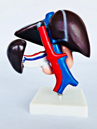 Liver, Pancreas & Duodenum Model IT052 2