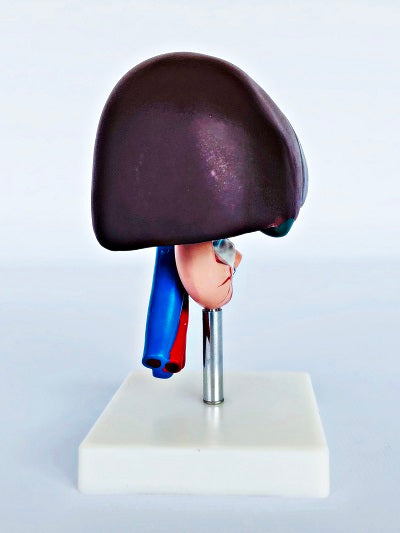 Liver, Pancreas & Duodenum Model IT052 1