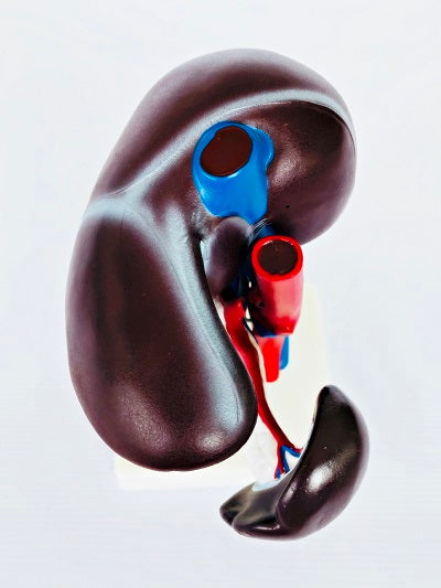 Liver, Pancreas & Duodenum Model IT052 4