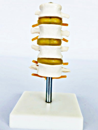 Lumbar Set (4 Pcs) IT018