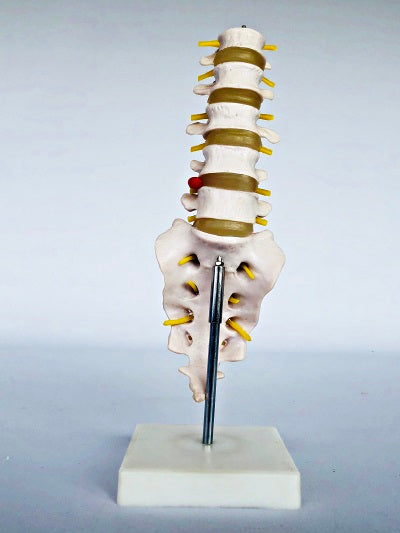 Lumbar Spine on stand IT019