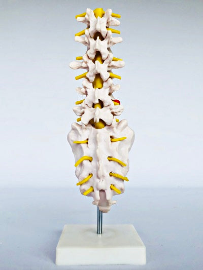 Lumbar Spine on stand IT019 2