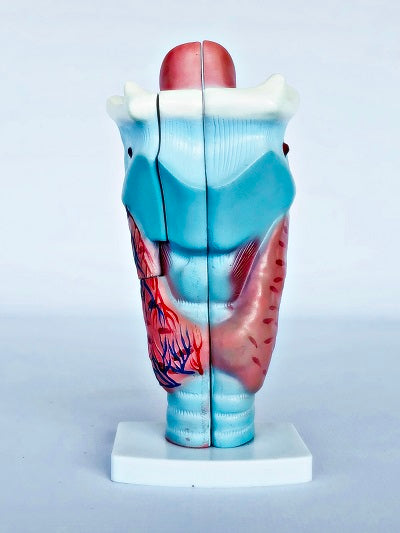 Magnified Human Larynx Model IT037 6
