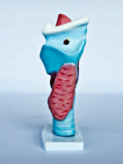 Magnified Human Larynx Model IT037 5