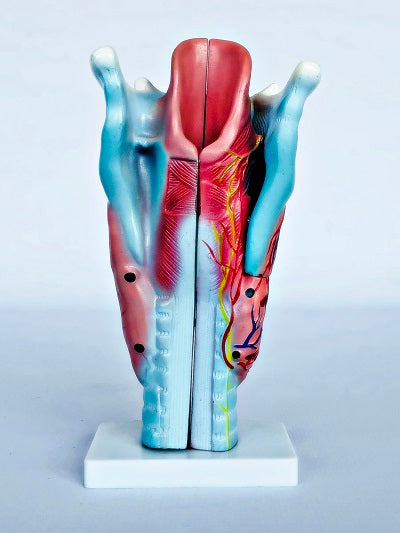 Magnified Human Larynx Model IT037