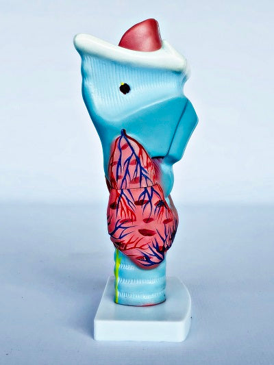Magnified Human Larynx Model IT037 4