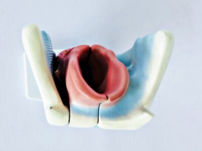 Magnified Human Larynx Model IT037 3