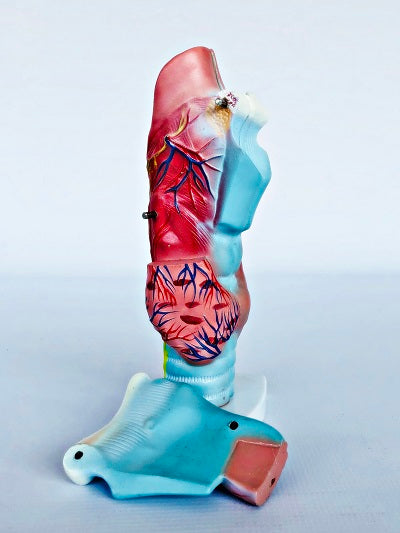 Magnified Human Larynx Model IT037 2