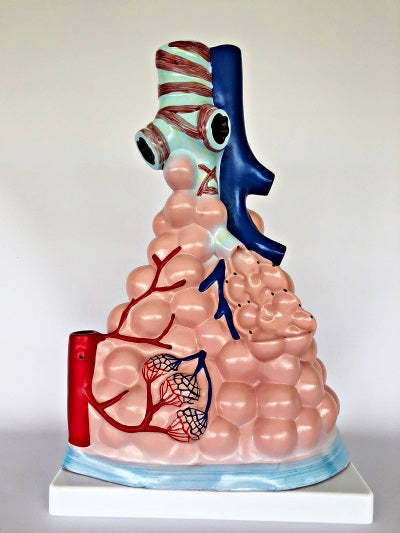 Magnified Pulmonary Model IT038