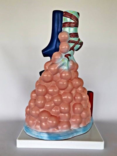 Magnified Pulmonary Model IT038 2