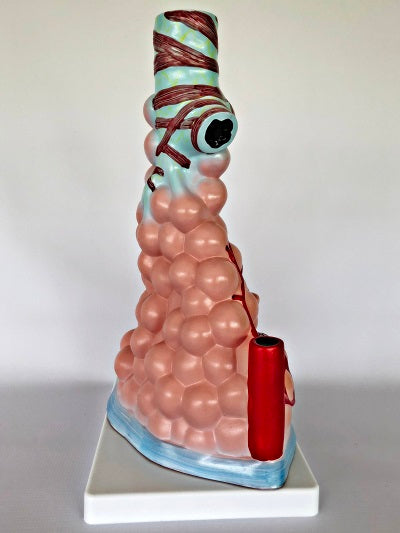Magnified Pulmonary Model IT038 3