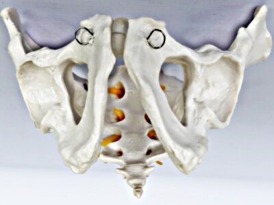 Male Pelvis with Spinal Nerves IT024 7