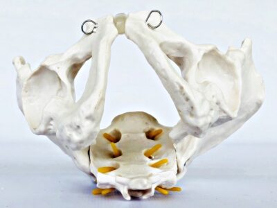 Male Pelvis with Spinal Nerves IT024 6