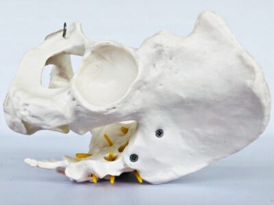 Male Pelvis with Spinal Nerves IT024 5