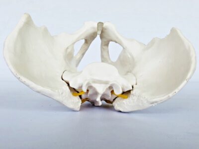 Male Pelvis with Spinal Nerves IT024 4