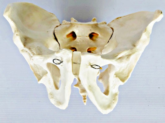 Male Pelvis with Spinal Nerves IT024