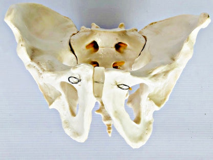 Male Pelvis with Spinal Nerves IT024