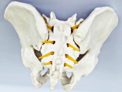 Male Pelvis with Spinal Nerves IT024 3