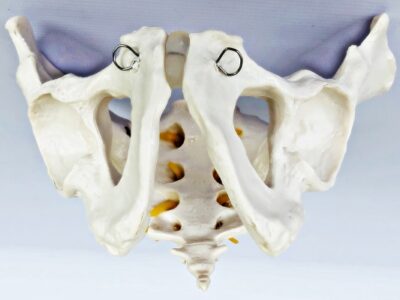 Male Pelvis with Spinal Nerves IT024 2