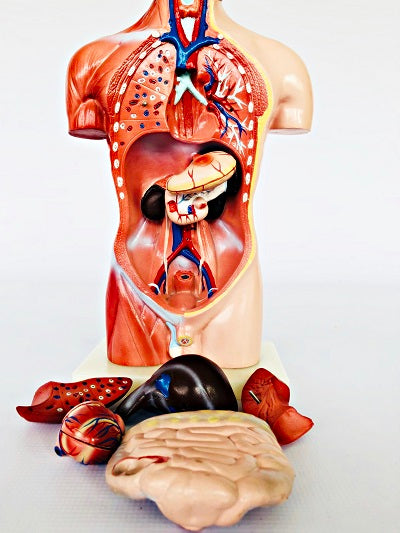 Male Torso 42cm – 13 Part IT032 16