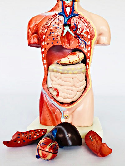 Male Torso 42cm – 13 Part IT032 14