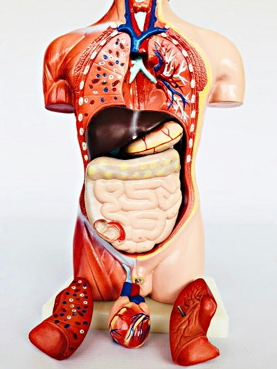 Male Torso 42cm – 13 Part IT032 8