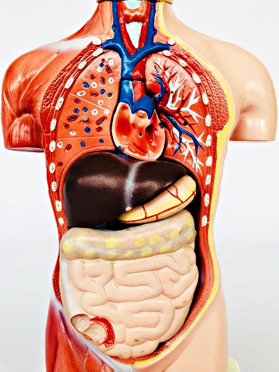 Male Torso 42cm – 13 Part IT032 7