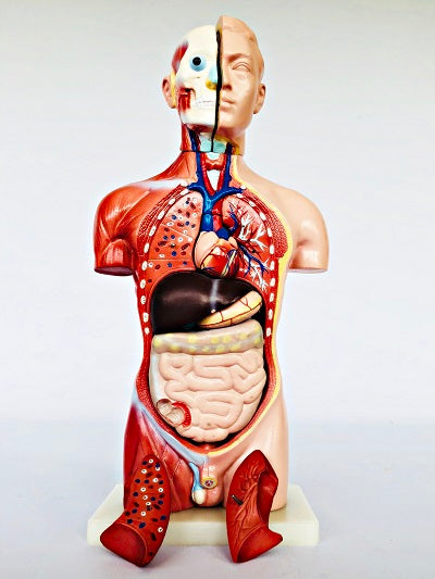 Male Torso 42cm – 13 Part IT032 1