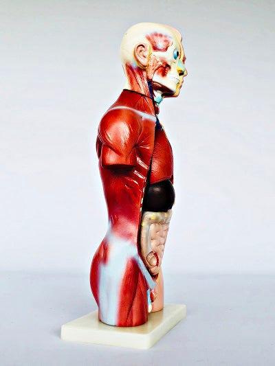 Male Torso 42cm – 13 Part IT032 2