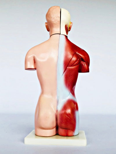 Male Torso 42cm – 13 Part IT032 3
