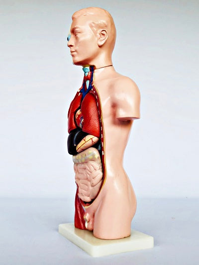 Male Torso 42cm – 13 Part IT032 4