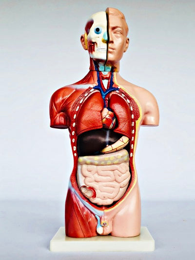Male Torso 42cm – 13 Part IT032