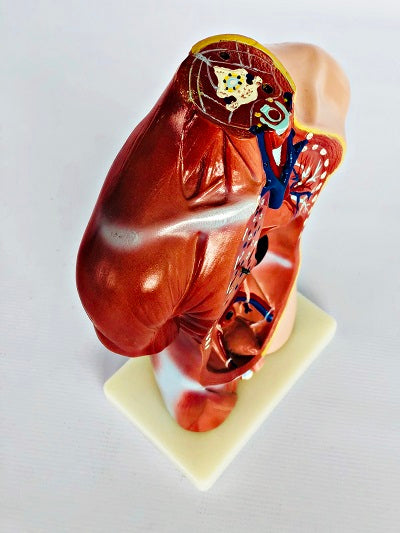 Male Torso 42cm – 13 Part IT032 10