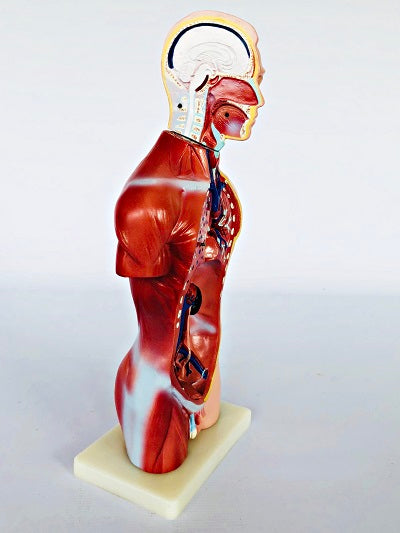 Male Torso 42cm – 13 Part IT032 13