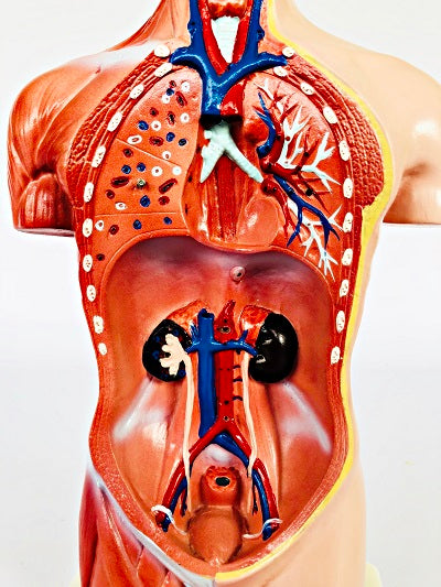 Male Torso 42cm – 13 Part IT032 6
