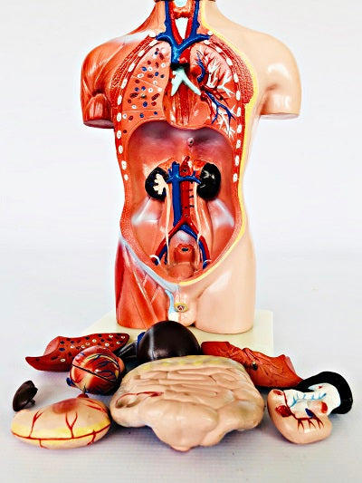 Male Torso 42cm – 13 Part IT032 11