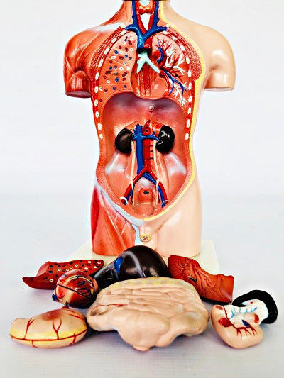 Male Torso 42cm – 13 Part IT032 9
