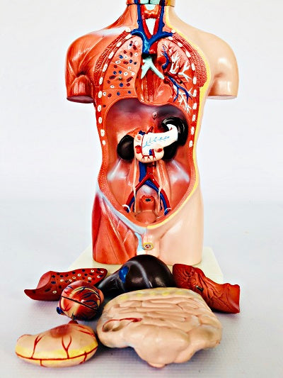 Male Torso 42cm – 13 Part IT032 15