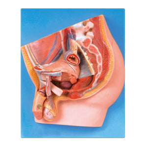Median Section of Male Pelvis