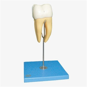 Molar Model