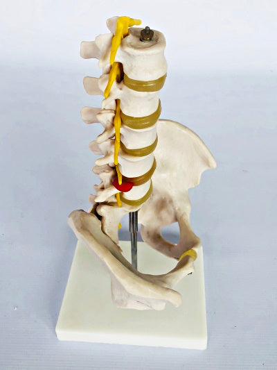 Pelvis with Lumber Vertebrae IT014 4