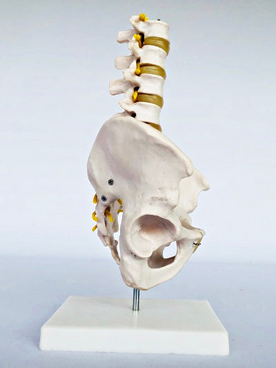 Pelvis with Lumber Vertebrae IT014 1