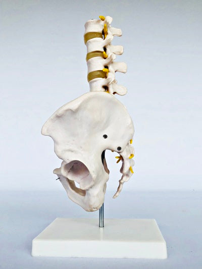 Pelvis with Lumber Vertebrae IT014 3