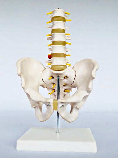 Pelvis with Lumber Vertebrae IT014
