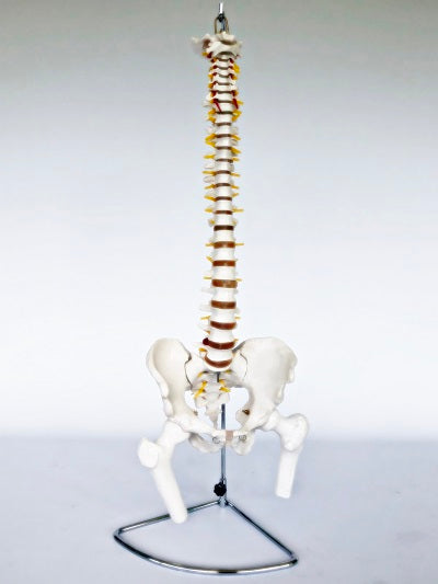Spine with Femoral Heads IT027A