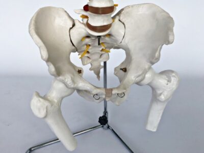 Spine with Femoral Heads IT027A 6