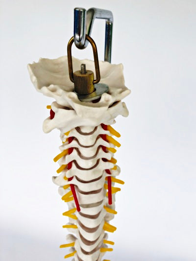 Spine with Femoral Heads IT027A 1