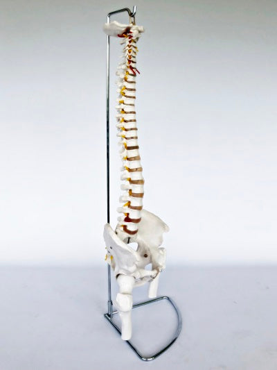 Spine with Femoral Heads IT027A 2